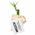 4" Lucky Bamboo Stalk in Natural Cotton Bag w/ Custom Plant Care Tag
